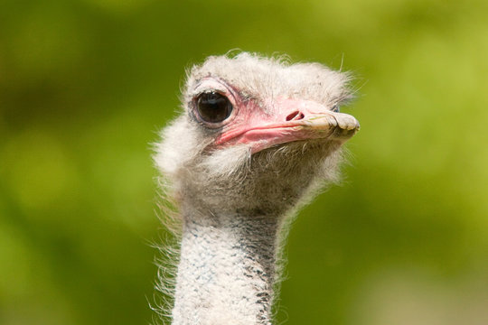 ostrich portraite 8227