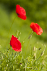 Poppies