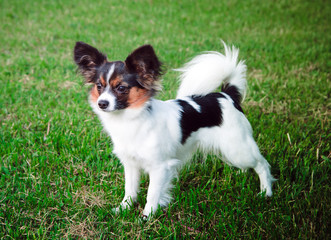 Papillon dog