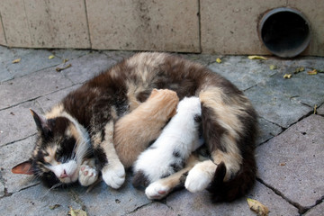 Mother cat feeding two kittens