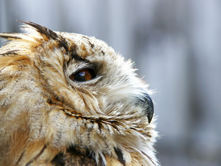 Uhu oder Eule Nahaufnahme Greifvogel