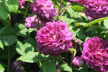 Rosensorte  `Kardinal richelieu`