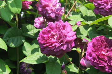 Rosensorte  `Kardinal Richelieu`