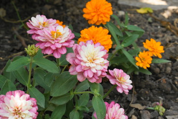 Fototapeta premium zwergzinnie