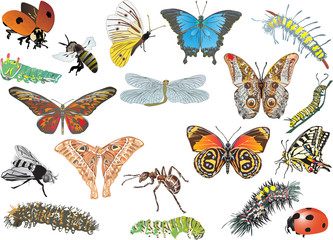 color insect collection on white