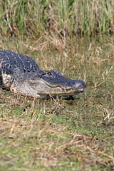 Alligator sonnt sich im.Everglades Nationalpark