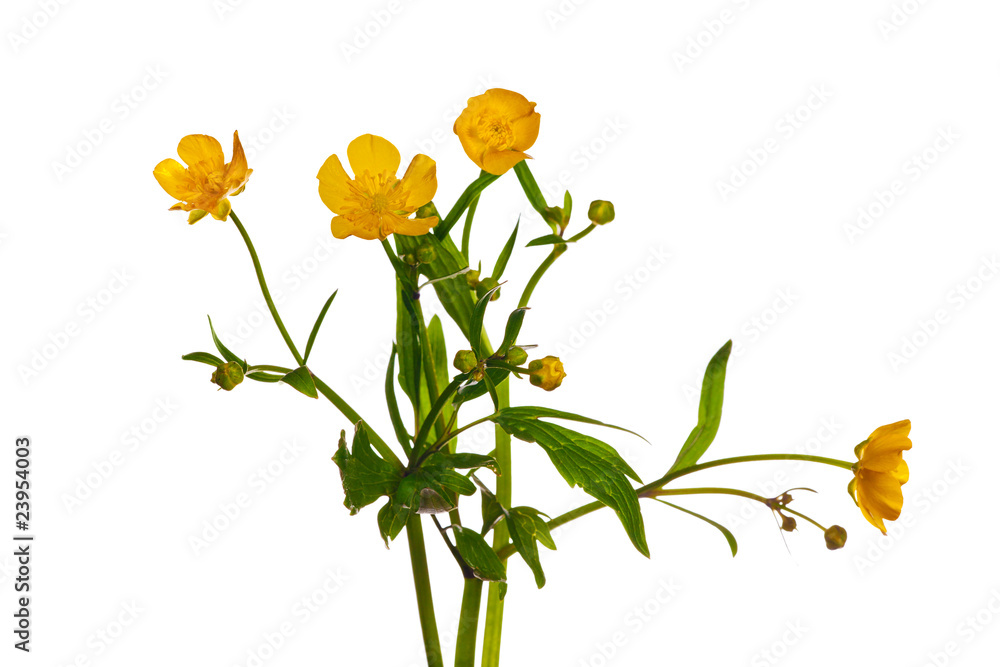 Sticker yellow bright buttercup flowers on white