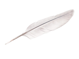 dove feather isolated on white