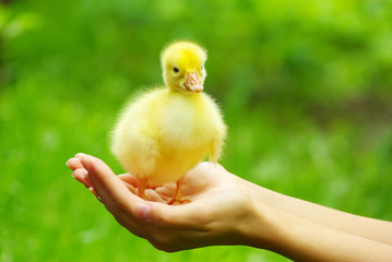 gosling in hand