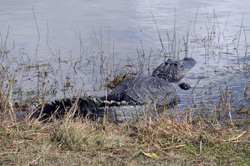 Alligator sonnt sich im.Everglades Nationalpark