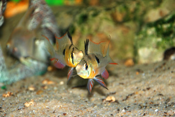 Cichlid fish