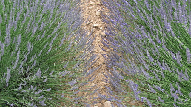 provence et lavande