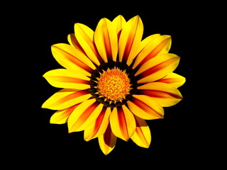 Yellow-red flower petals