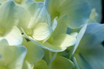 あじさい　アジサイ　紫陽花　Hydrangea