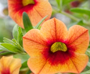 Beautiful orange flowers