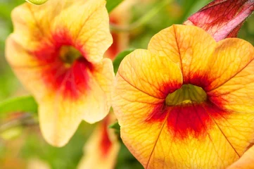 Foto auf Acrylglas Antireflex Schöne orangefarbene Blumen © Nejron Photo