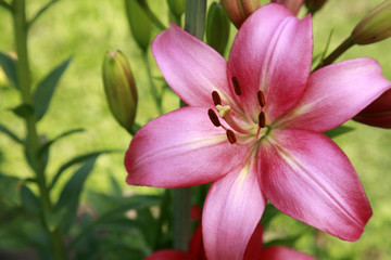 Fototapeta na wymiar Tender Pink Lily w letnim ogrodzie