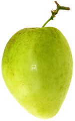 datte chinoise,  ziziphus jujuba, jujubes, fond blanc