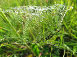 spinnennetz