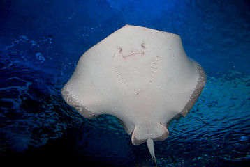 Skate ray