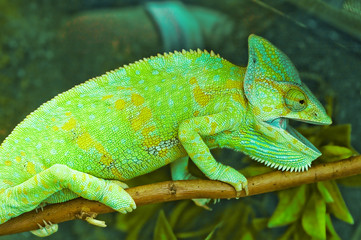 Colorful Chameleon