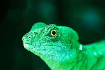 Green lizard