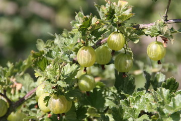 Stachelbeeren