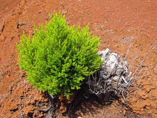 New Life
