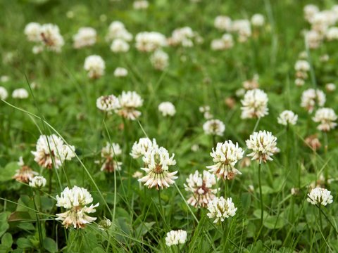 white clovers on meadow
