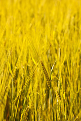 corn field with spica