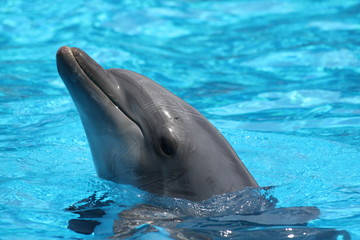 Dolphin Head Closeup