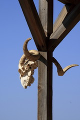 teschio animale
