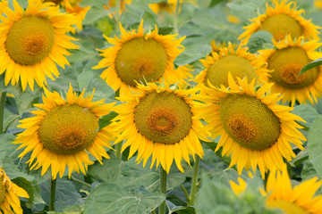 group of sunflowers