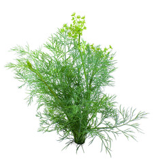 Dill on a white background