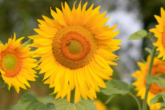 closeup of a sunflower with shallow depth of field