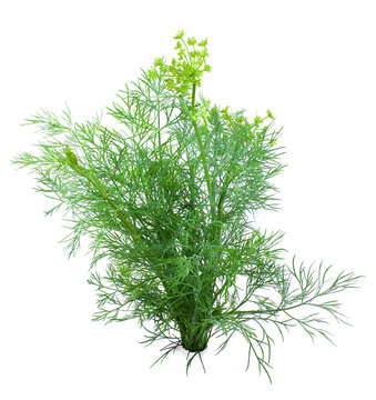 Dill on a white background
