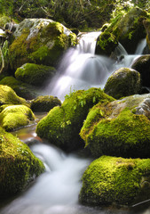 Cascada en Muniellos.