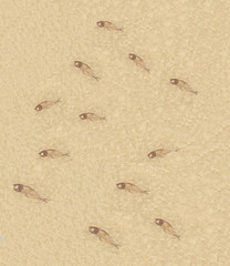 Fossilized school of fish