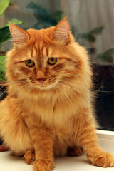 bobtail red cat on window
