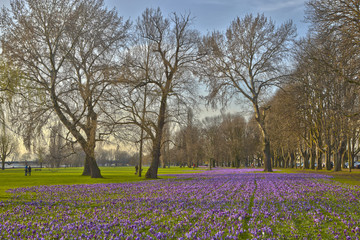 Rheinwiese 2