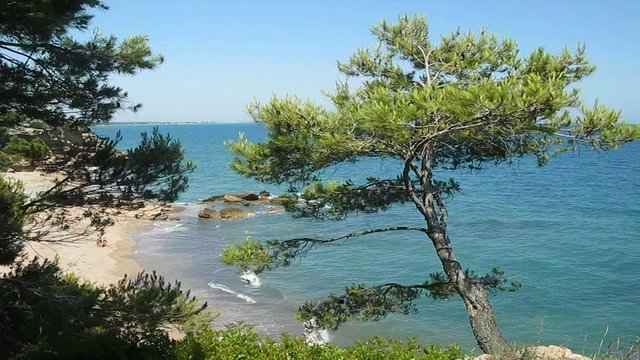 CALA