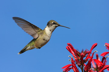 Fototapeta na wymiar Ruby-throated Hummingbird