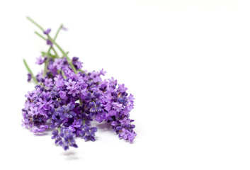 Lavendel |  lavender |  freigestellt