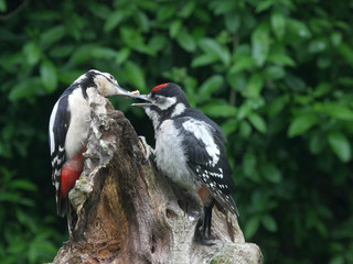 Buntspecht - Fütterung