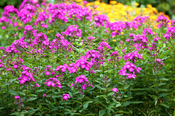 sommerblumen