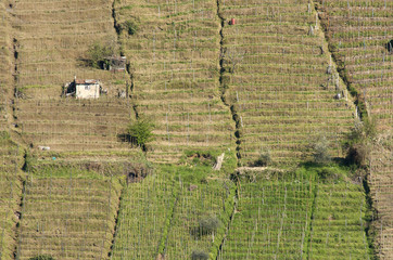 vigna