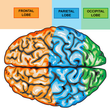 Human brain view top