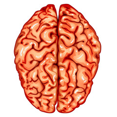 Human brain top view