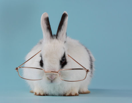 Young Rabbit Wearing Glasses