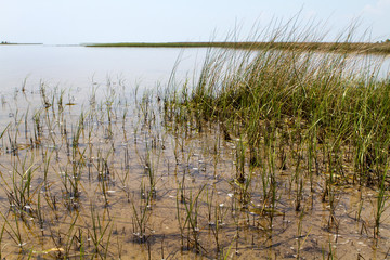 Obraz premium Port St. Joe Grass Flats